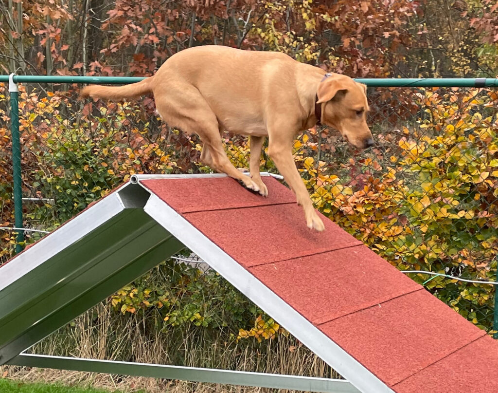 als acre tennis Honden C-nest (2020) | Van Attelaken Fieldtrial Labradors